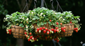 Strawberry Hanging Basket - Coming Soon!