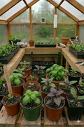 Assorted Kitchen Basil Planter Box - Coming Soon!