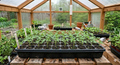 Cherry Tomato Seedlings