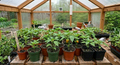 Pizza Pepper Seedlings