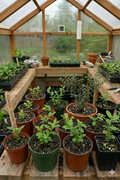 Premium Mountain Huckleberry Seedlings