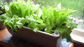 Iceberg Lettuce Window Box - Coming Soon!