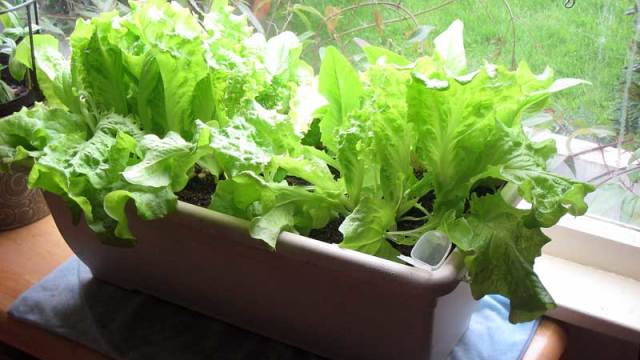 Iceberg Lettuce Window Box - Coming Soon!