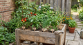 Salsa Basket Garden in Recycled Pallet Planter - Preorder now!
